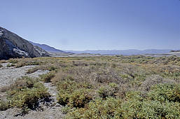 Salicornia rubra