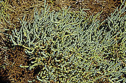 Salicornia rubra - Death Valley