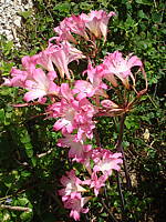 Amaryllis belladonna