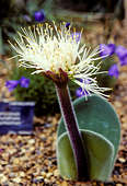 Haemanthus humilis