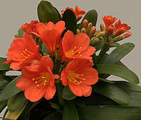 Clivia miniata