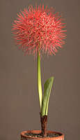 Scadoxus multiflorus