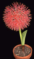 Scadoxus multiflorus