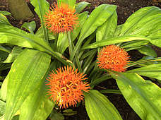 Scadoxus cinnabarinus