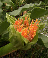 Scadoxus puniceus