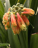 Clivia nobilis