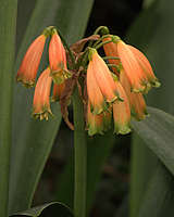 Clivia gardenii