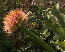 Scadoxus puniceus