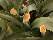 Haemanthus albiflos