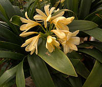 Clivia miniata var. citrina