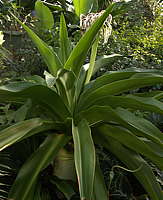 Crinum asiaticum