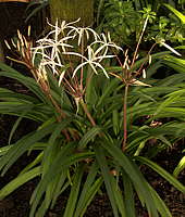 Crinum purpurascens