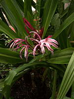 Crinum amabile