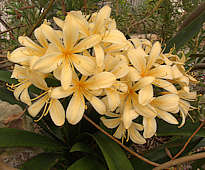 Clivia miniata 'Kirstenbosch yellow'