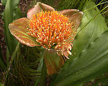 Scadoxus membranaceus