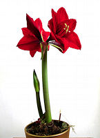 Hippeastrum papilo