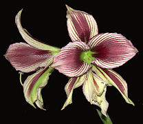 Hippeastrum papilo