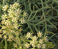 Crithmum maritimum