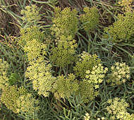 Crithmum maritimum