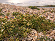 Crithmum maritimum