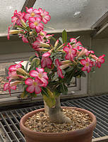 Adenium obesum at RBG Kew