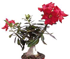 adenium obesum