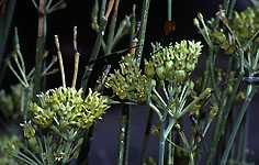 asclepias