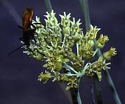 Asclepias subulata - Organ Pipe Monument, Arizona