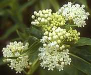 Asclepias incarnata var. albiflora - cultivation, UK