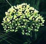 asclepias