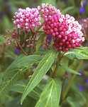 Asclepias incarnata - cultivation, UK