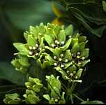 Asclepias viridis - Texas