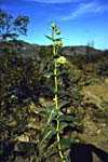 Asclepias erosa