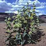 Asclepias erosa