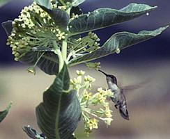 Asclepias asperula