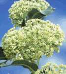 Asclepias erosa flower - Chloride, Arizona