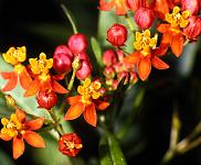 Asclepias curassavica