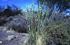 Asclepias subulata - Organ Pipe Monument, Arizona