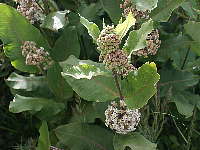 asclepias syriaca