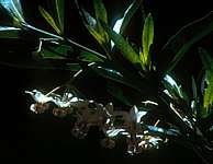 Asclepias (Gomphocarpus) physocarpa flower