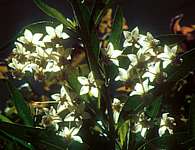 Asclepias (Gomphocarpus) physocarpa flower