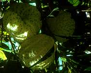 Asclepias (Gomphocarpus) physocarpa seed pods - Cape Town, South Africa