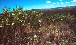 Asclepias (Gomphocarpus) fructicosa - Worcester, South Africa