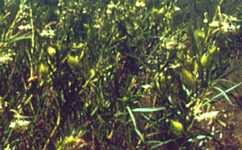 Asclepias (Gomphocarpus) fructicosa - Worcester, South Africa