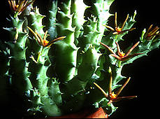 Caralluma wissmannii, in cultivation from Wadi Dhahr, Yemen