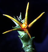 caralluma wissmannii