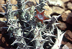 Caralluma dummeri