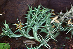 Caralluma gemufogana