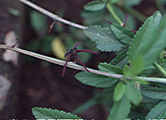 caralluma arachnoidea