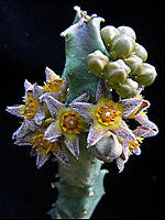 caralluma burchardii